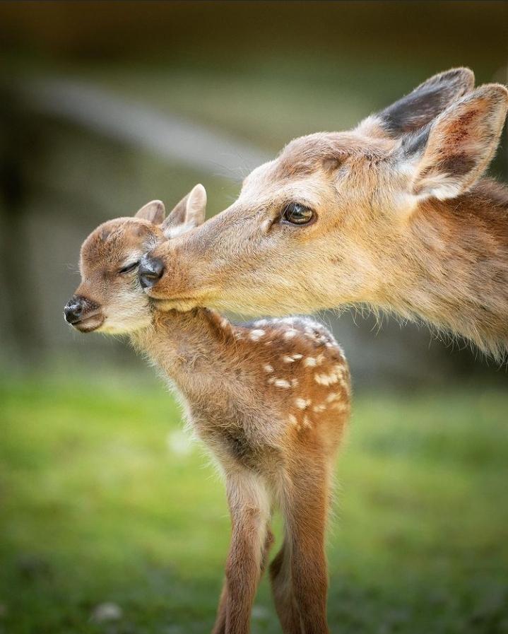Deer kisses fawn