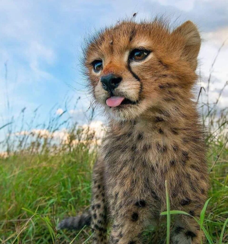 Cheetah cub with tongue peeking out