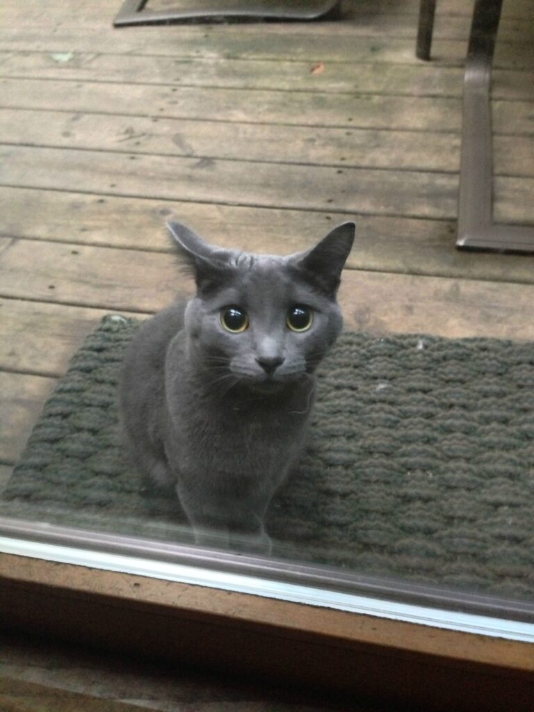 cat looks through glass door with sad eyes.