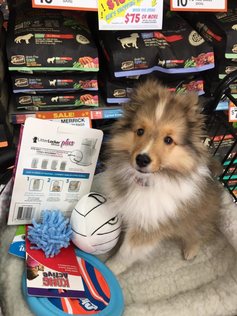 Collie puppy in shopping cart at pet store