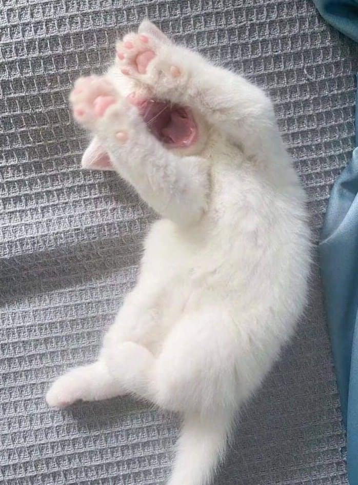 The cute kitten yawns, covering its eyes with its paws, exposing cute pink paw pads.
