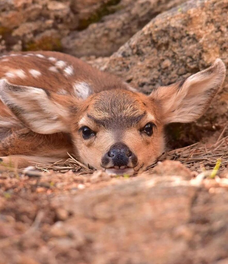 Baby deer rests head on ground with ears extended and tiny front teeth visible