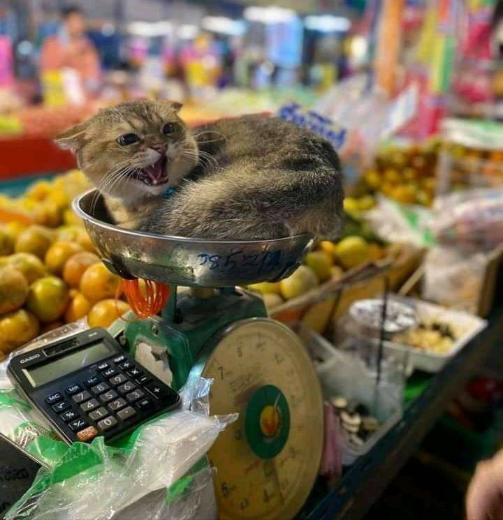 Angry cat on supermarket scale.