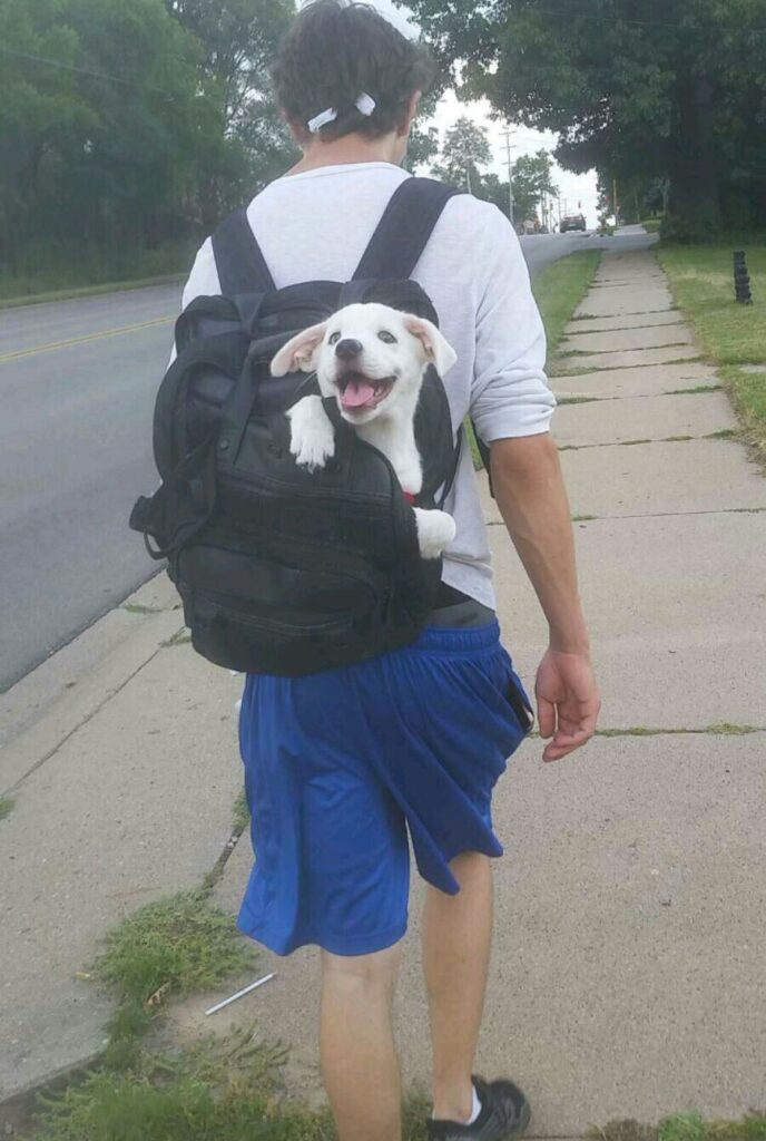 Happy looking white puppy dog sits in backpack of hiker