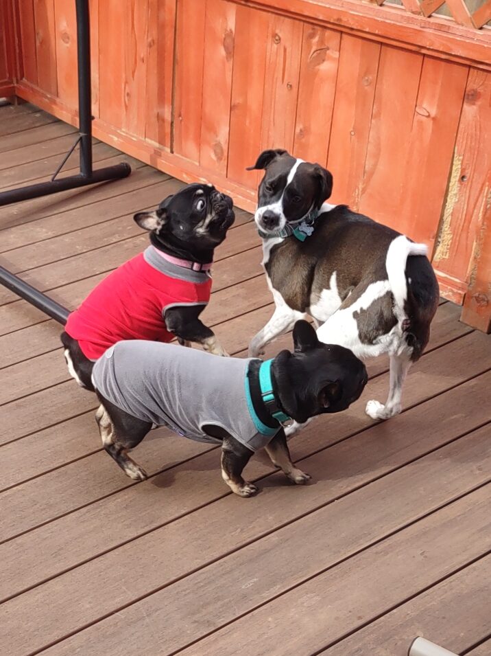 Three dogs play on outdoor deck 