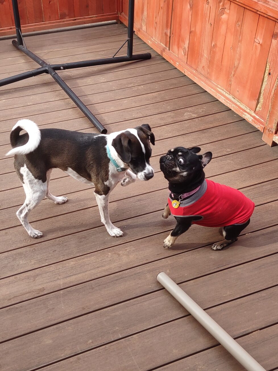 Two dogs play on outdoor deck 
