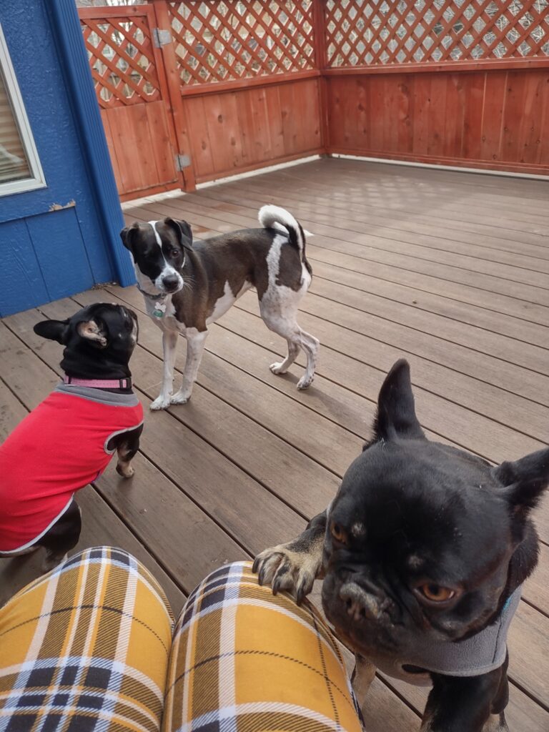 Three dogs play on outdoor deck