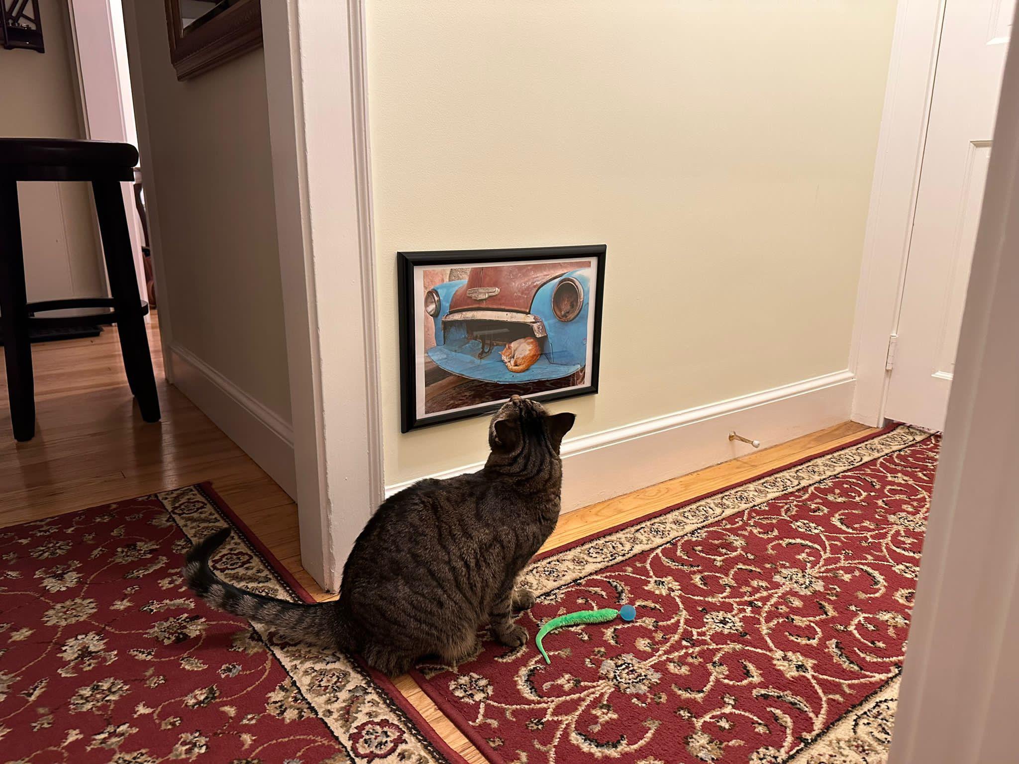 Cat looks at painting of cat placed at a low point on the wall