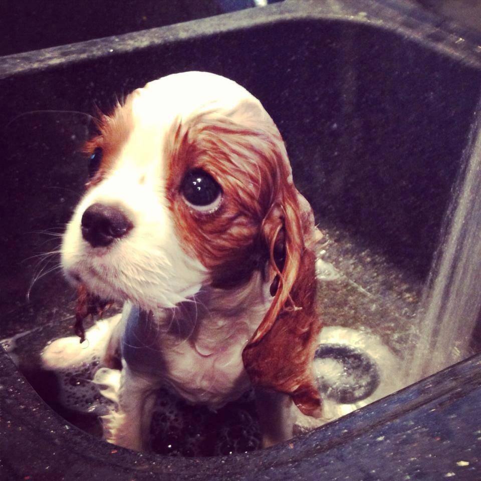 Beagle puppy looks up from kitchen sink with sad eyes. 