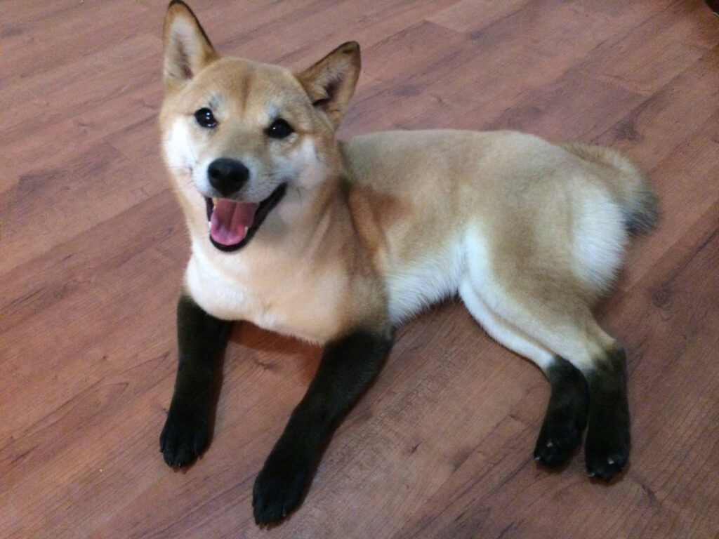 Shiba Inu dog with black fur on legs