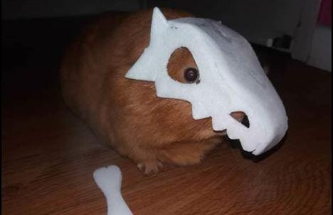 Guinea pig wears prop skull on head