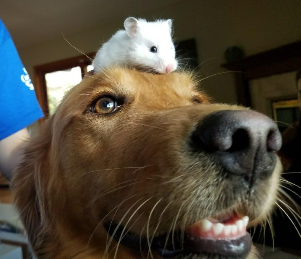 small white mouse sits on the enormous head of golden retriever