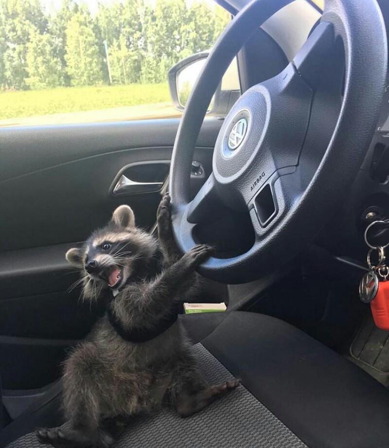 young raccoon in car grabs steering wheel and appears to be shouting to the back seat