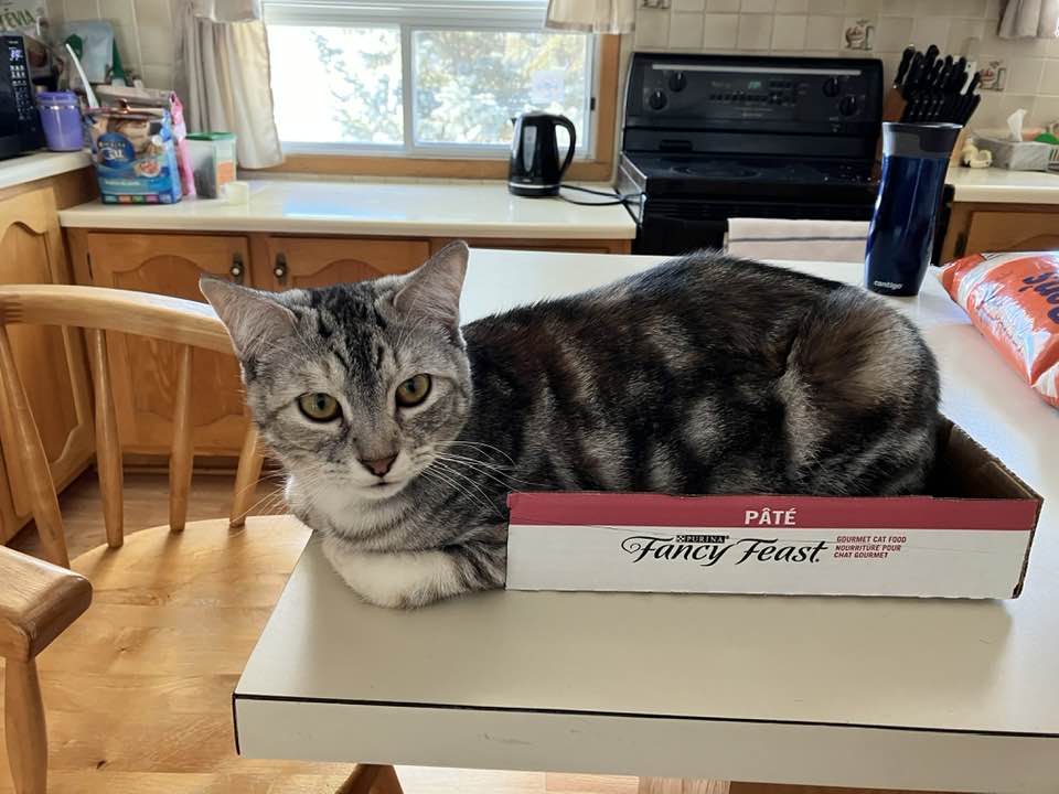 cat sits in shallow cardboard box, but can't completely fit.