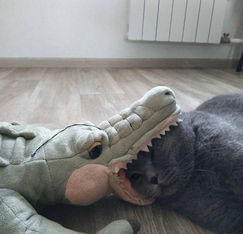 Cat with head inside mouth of stuffed alligator. 