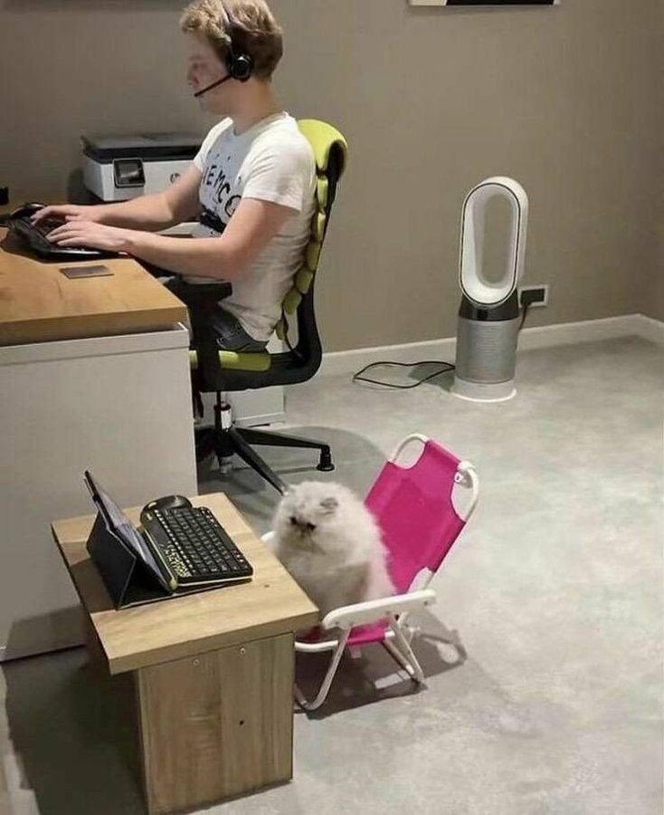Man at desk wears headset and works on computer. Cat at cat sized desk also works on smaller computer