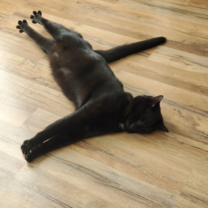 Definitely losing style points here. Black cat sleeps on a wooden floor, with its arms straight in front, tail extended, and toes stretched wide.