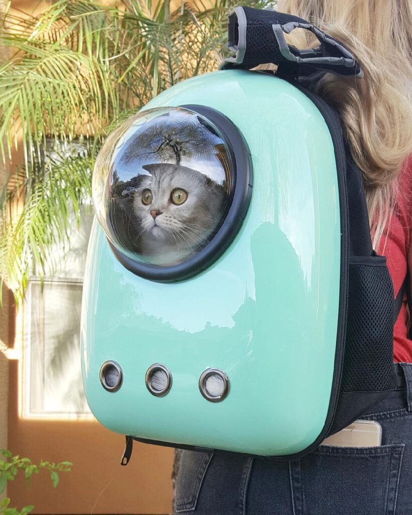 cat stares through round bubble-shaped window in backpack