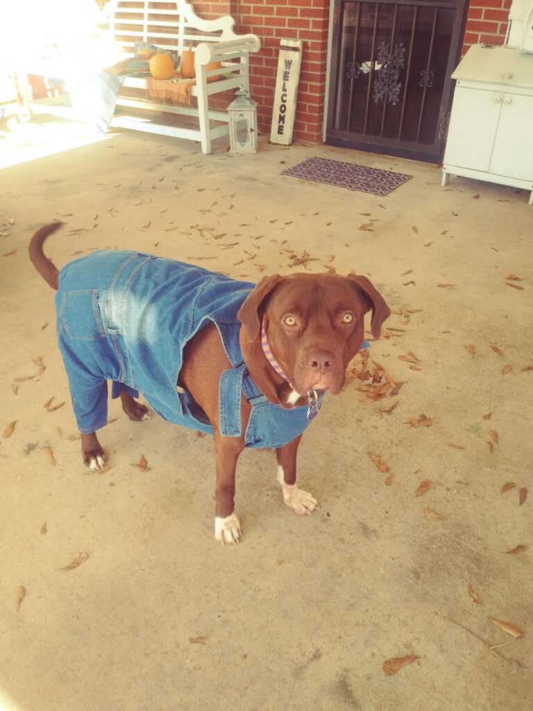 Dog wearing overalls