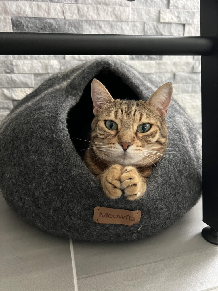 Cat looks from opening in hood-like cat bed