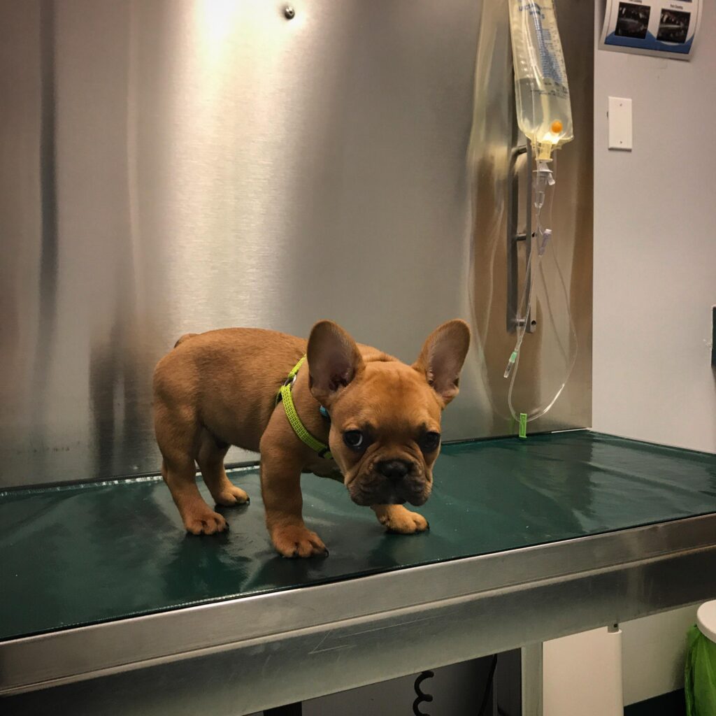 French bulldog puppy on examining table, looking worried 