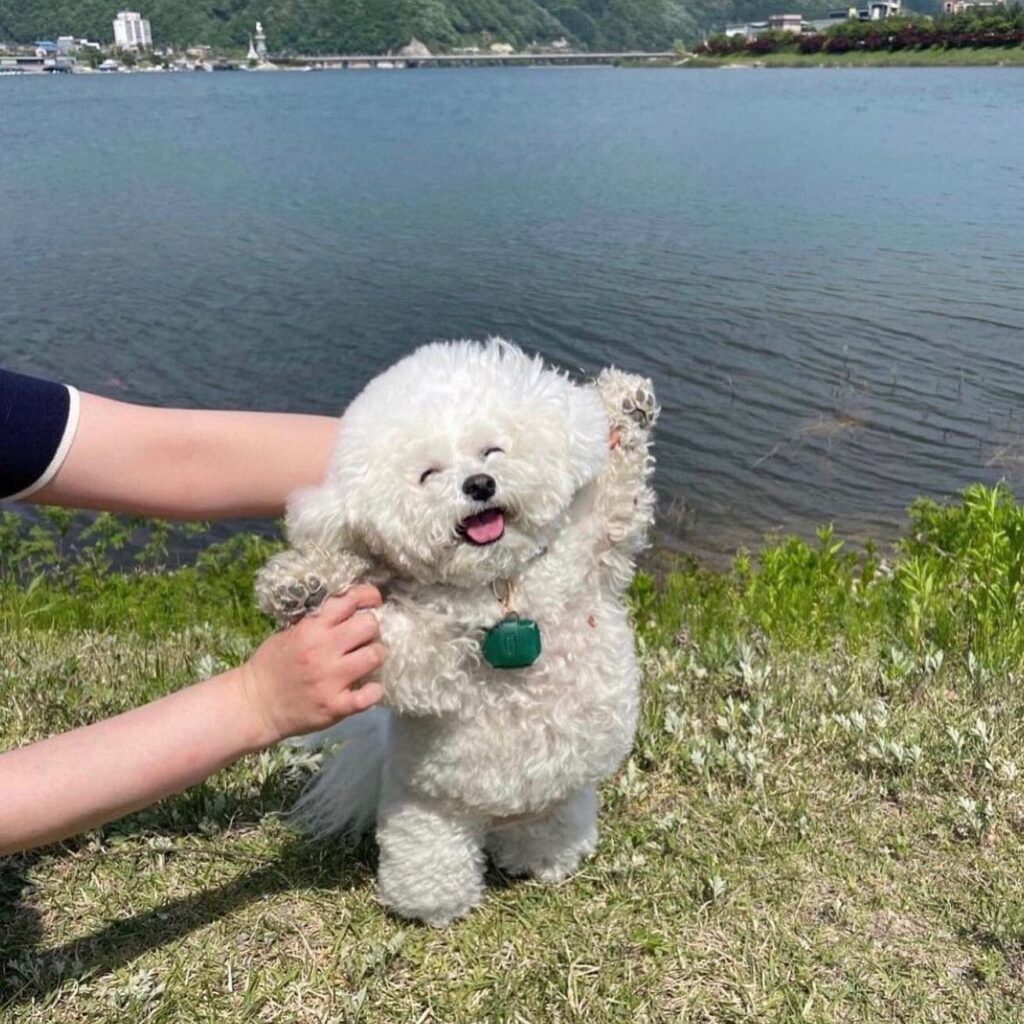 Cheerful small white dog wears object attached to her collar