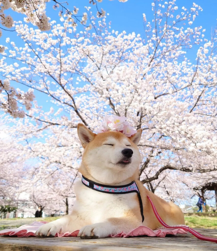 Shiba Inu dog sits serenely with cherry blossoms in background