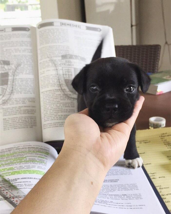 Cute puppy stands on open textbooks. A hand reaches to touch the puppy's face