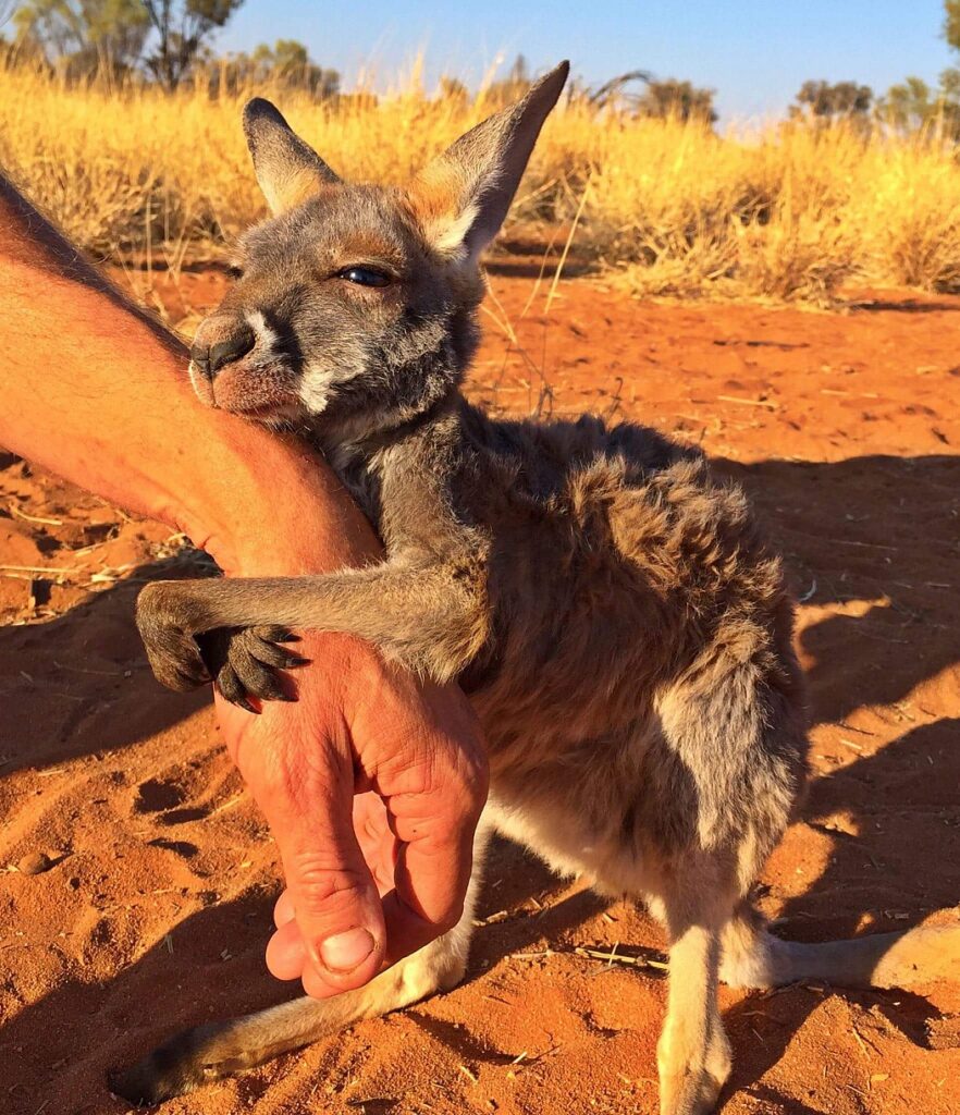 Kangaroo joey holds human hand 