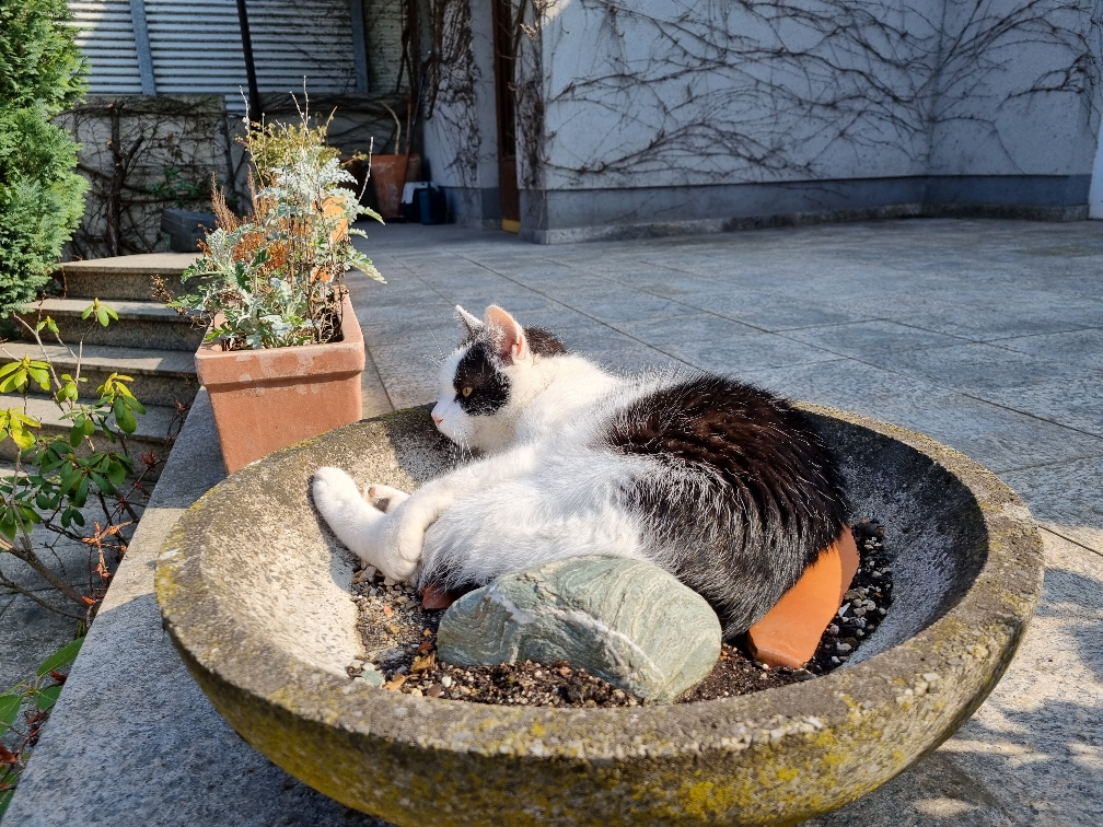 Cat lies in shallow planter on outdoor patio