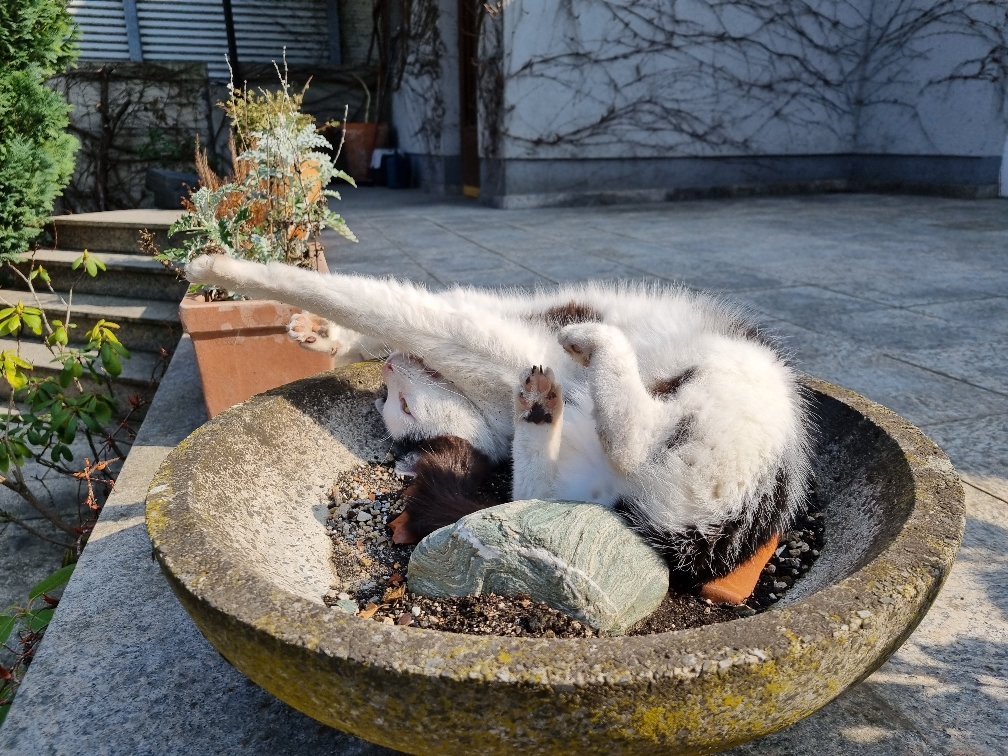 Cat lies in shallow planter on outdoor patio