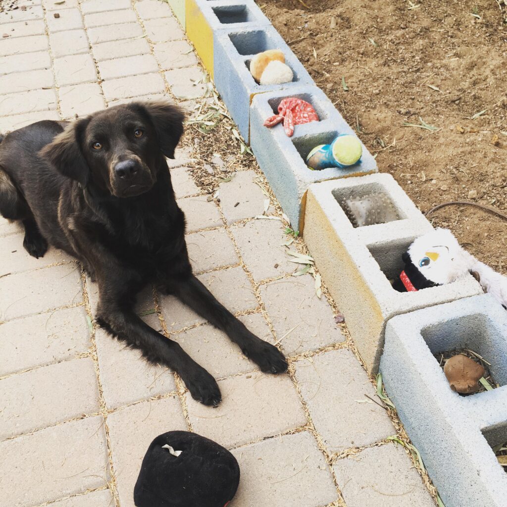 Black Labrador retriever dog sits next to cubbyholes with toys in them