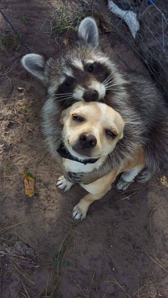 Raccoon hugs small dog. They look very happy together.