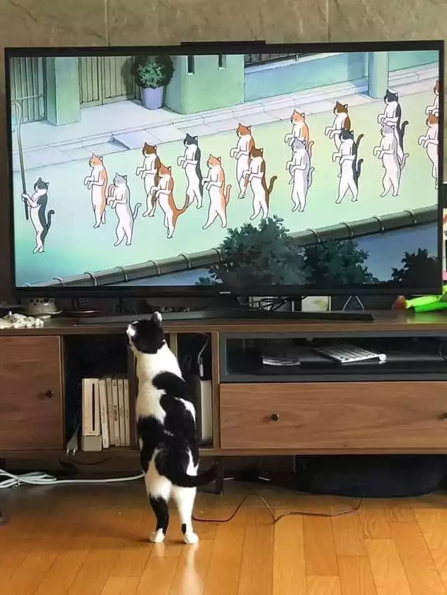 Cat watches TV screen showing an animated cartoon parade of cats. 