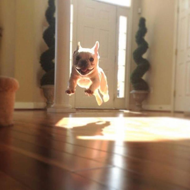 French bulldog in mid-leap within sunbeam