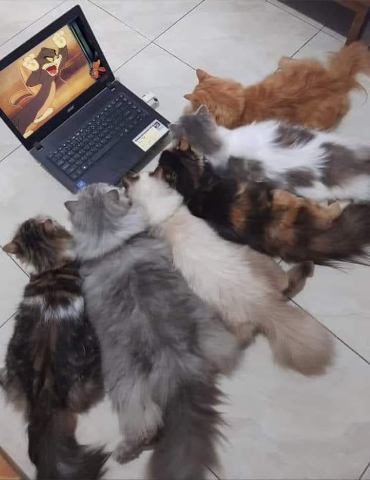 six cats watch a laptop computer displaying a "Tom and Jerry" cartoon.
