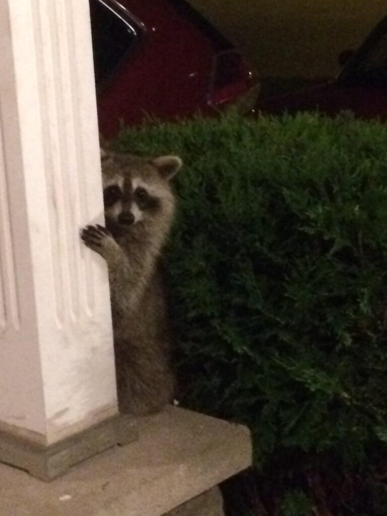 Raccoon hides on porch of house