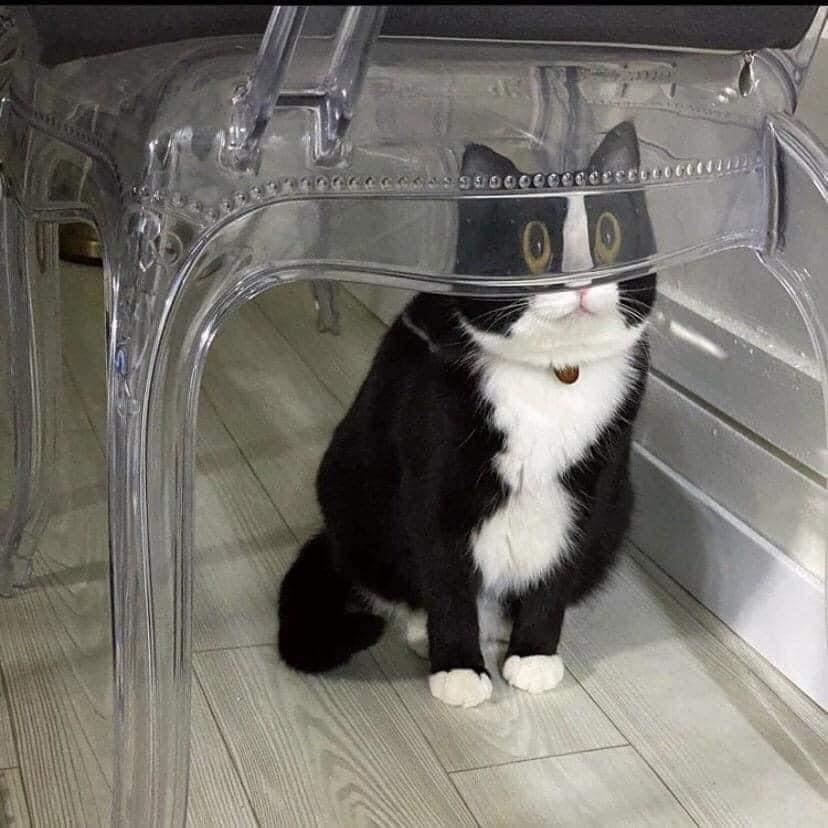 cat stands behind glass chair, which distorts his eyes so that they look extra large.