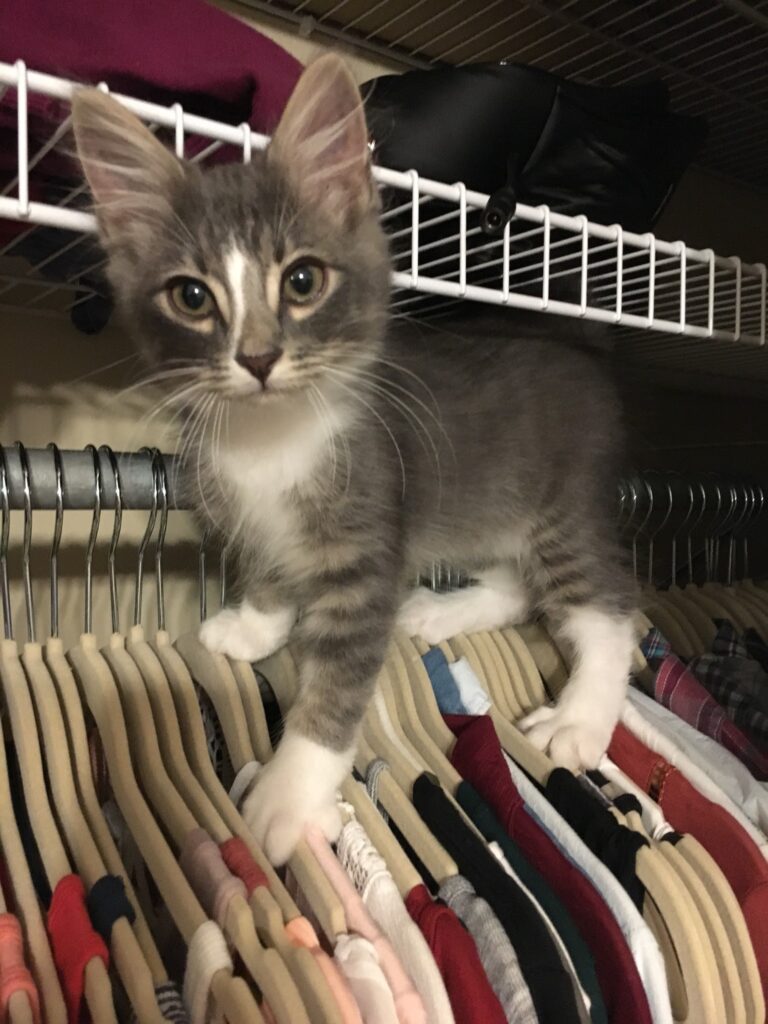 Cat stands on clothes in closet