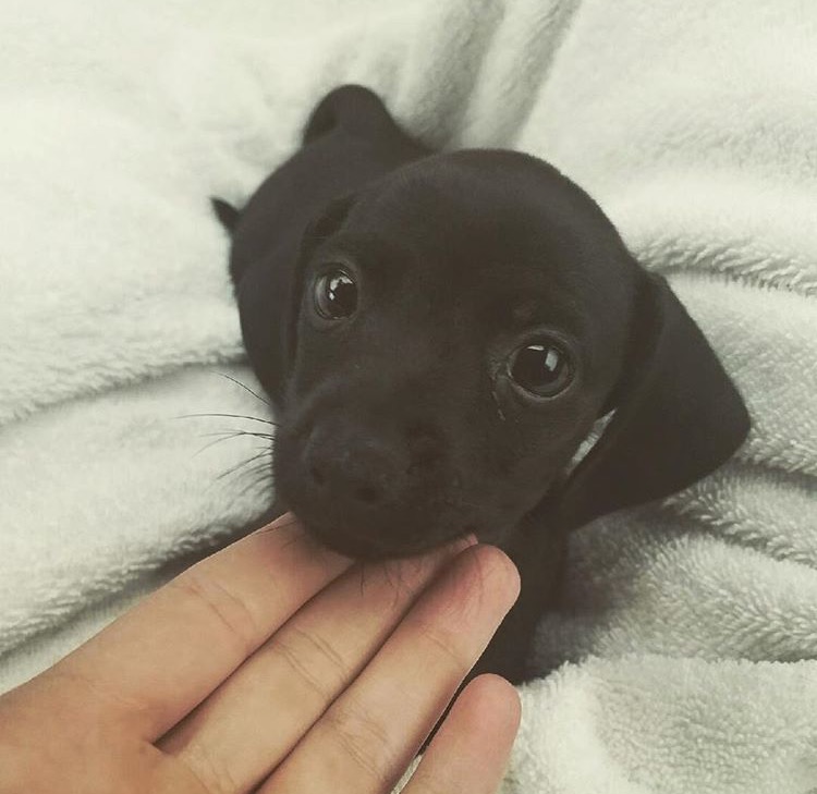 Cute black puppy with shiny dark brown eyes