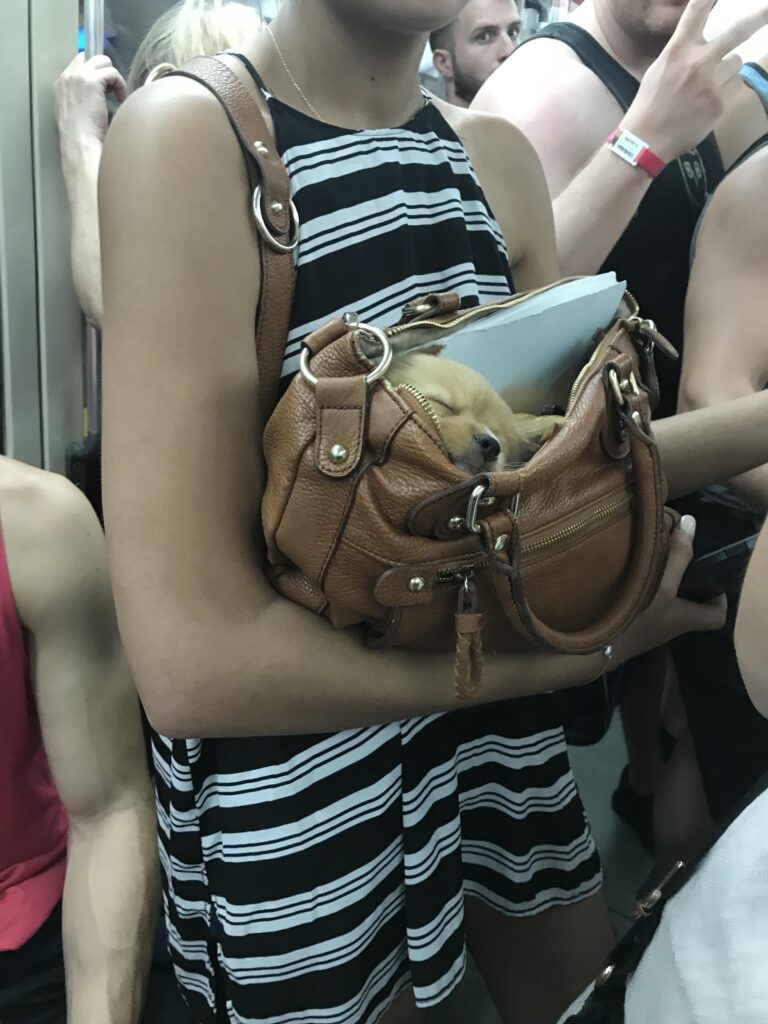 Woman holds purse in arms. A small puppy sleeps inside. 