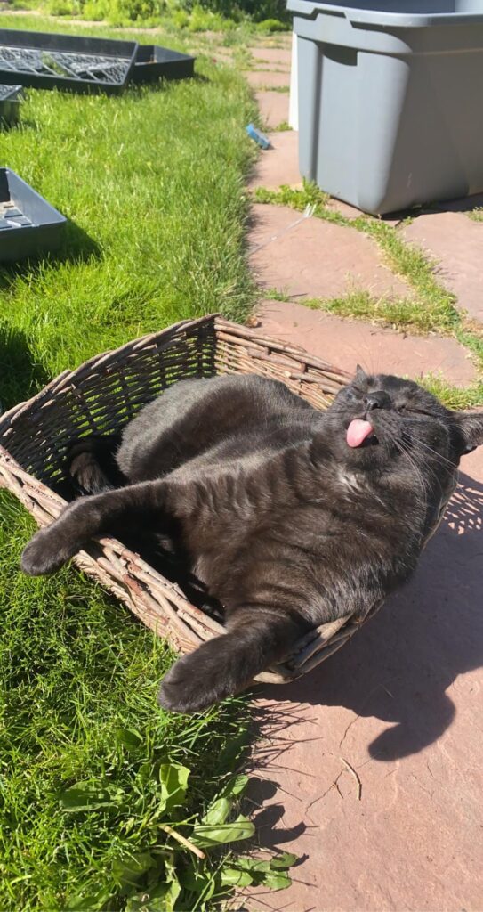 Cat in basket sticks out tongue