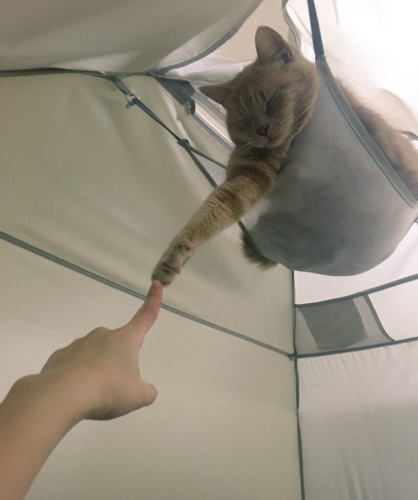 Cat in hammock reaches out with paw to touch finger of man below