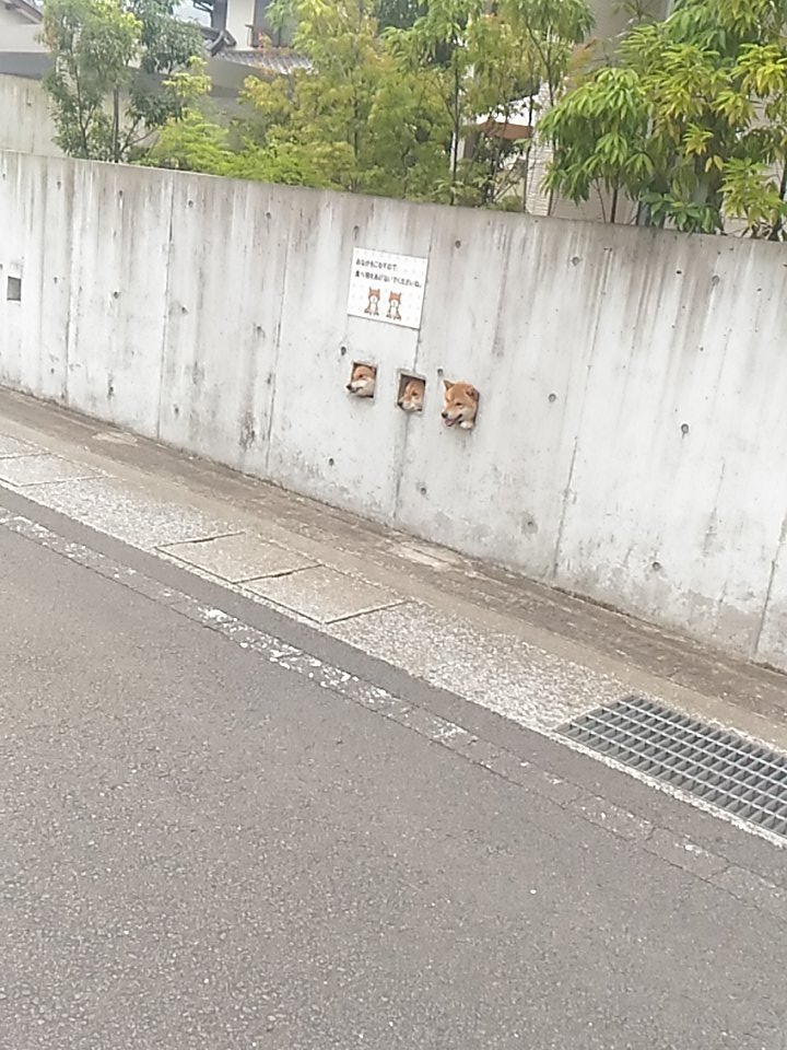 Three Shiba Inu dogs poke their heads through three holes in a large cement wall