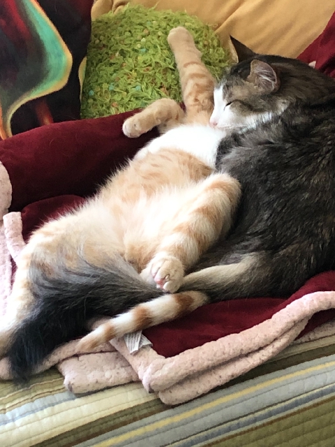 Two cats cuddle