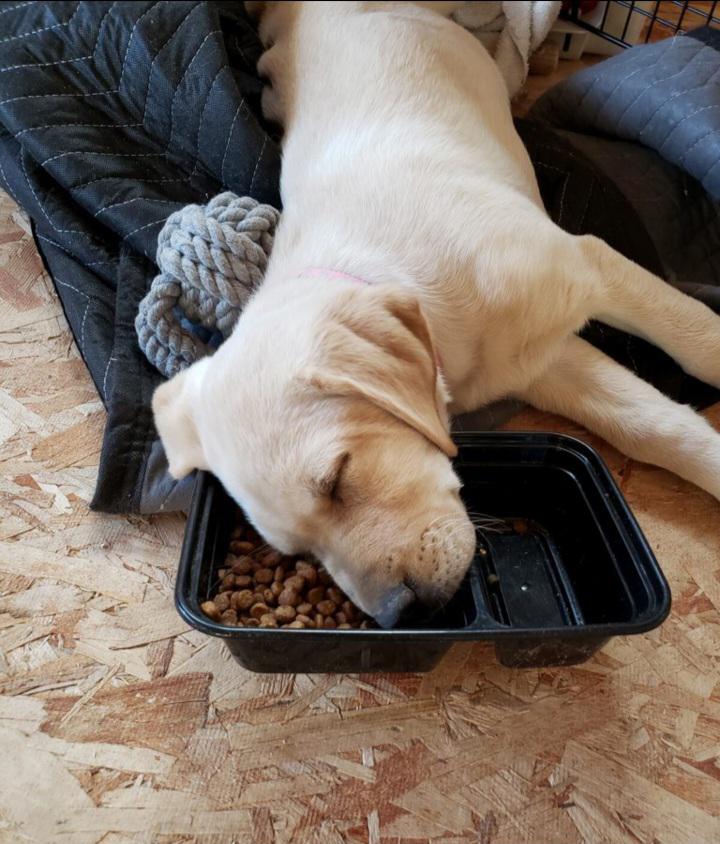 Dog sleeping with head in food dish