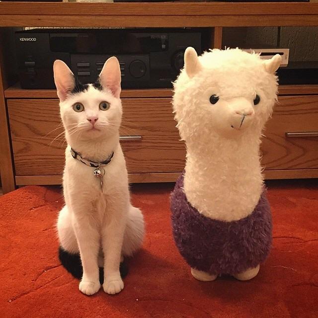 White cat stands next to stuffed alpaca toy. 