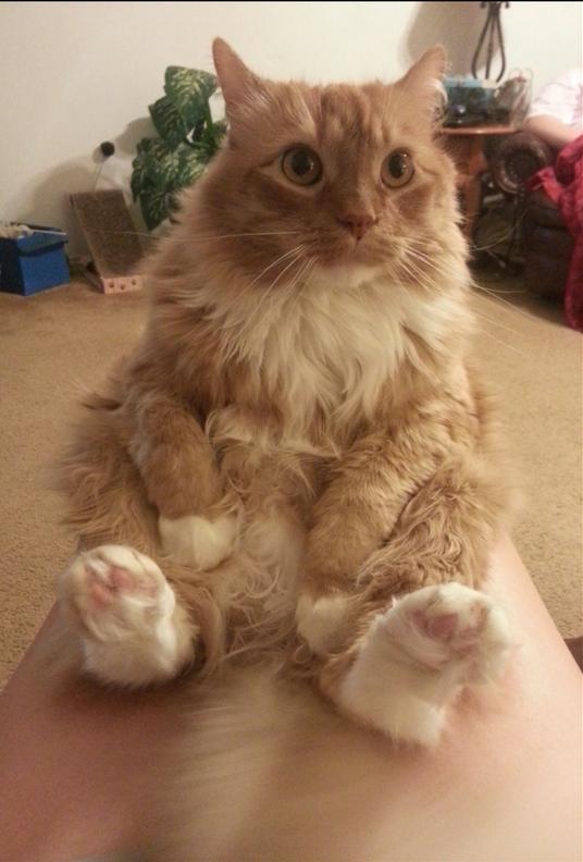 Cat sits like a young child with legs out front