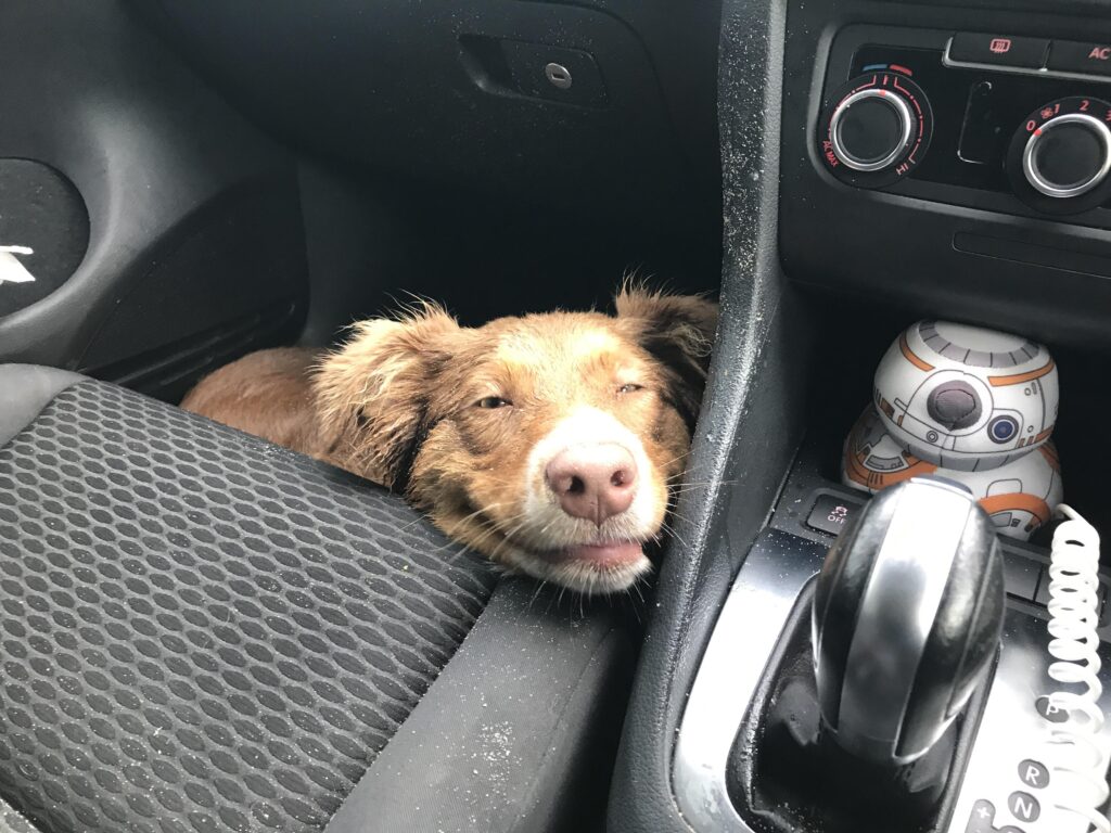 Dog sits in car, looking tired but happy
