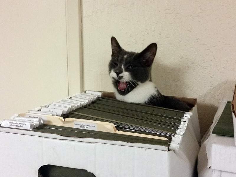 cat in filing box